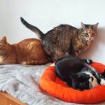 Porzucone, ranne i chore koty z Mielca i okolic potrzebują nowego domu 21 - Polskie Radio Rzeszów Porzucone, ranne i chore koty z Mielca i okolic potrzebują nowego domu - Polskie Radio Rzeszów