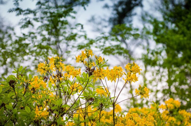 Azalia pontyjska kwitnie w Nowej Sarzynie