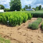 Prezentacja poletek doświadczalnych, czyli Dzień Pola w Boguchwale (zdjęcia) - Polskie Radio Rzeszów