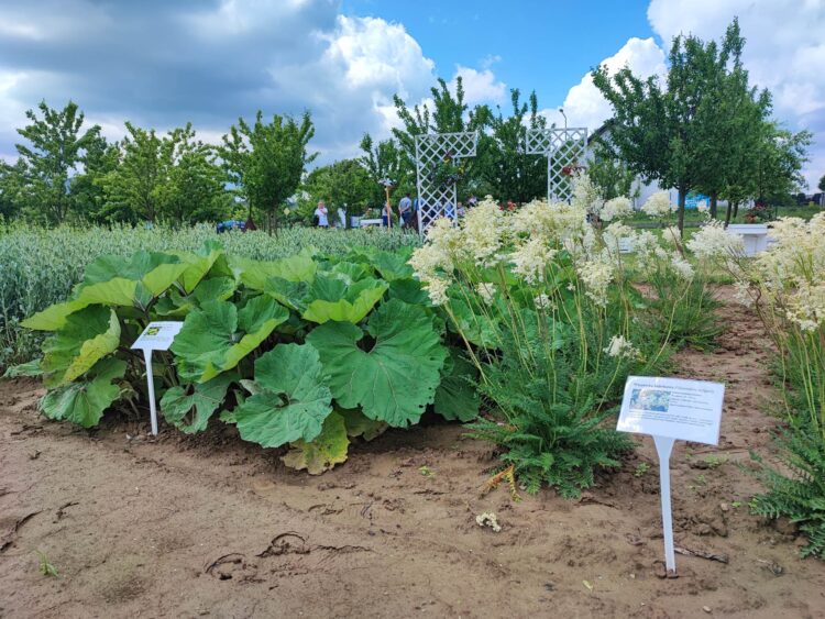 Prezentacja poletek doświadczalnych, czyli Dzień Pola w Boguchwale (zdjęcia)