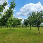 Prezentacja poletek doświadczalnych, czyli Dzień Pola w Boguchwale (zdjęcia) - Polskie Radio Rzeszów