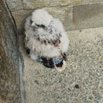 Ratujemy pisklę sokoła pustułki 16 - Polskie Radio Rzeszów Ratujemy pisklę sokoła pustułki - Polskie Radio Rzeszów