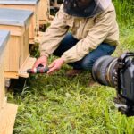 Bank Pszczeli z Rzeszowa pomógł pszczelarzowi z Wrocławia 4 - Polskie Radio Rzeszów Bank Pszczeli z Rzeszowa pomógł pszczelarzowi z Wrocławia - Polskie Radio Rzeszów