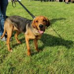 Międzynarodowa wystawa psów rasowych w Głogowie Małopolskim 6 - Polskie Radio Rzeszów Międzynarodowa wystawa psów rasowych w Głogowie Małopolskim - Polskie Radio Rzeszów