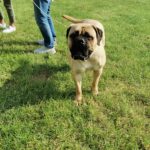 Międzynarodowa wystawa psów rasowych w Głogowie Małopolskim 7 - Polskie Radio Rzeszów Międzynarodowa wystawa psów rasowych w Głogowie Małopolskim - Polskie Radio Rzeszów