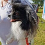 Międzynarodowa wystawa psów rasowych w Głogowie Małopolskim 14 - Polskie Radio Rzeszów Międzynarodowa wystawa psów rasowych w Głogowie Małopolskim - Polskie Radio Rzeszów