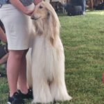 Międzynarodowa wystawa psów rasowych w Głogowie Małopolskim 18 - Polskie Radio Rzeszów Międzynarodowa wystawa psów rasowych w Głogowie Małopolskim - Polskie Radio Rzeszów