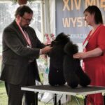 Międzynarodowa wystawa psów rasowych w Głogowie Małopolskim 20 - Polskie Radio Rzeszów Międzynarodowa wystawa psów rasowych w Głogowie Małopolskim - Polskie Radio Rzeszów