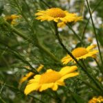 Kwietne łąki nad Wisłokiem w Rzeszowie (zdjęcia) - Polskie Radio Rzeszów