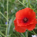 Kwietne łąki nad Wisłokiem w Rzeszowie (zdjęcia) - Polskie Radio Rzeszów