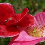 Kwietne łąki nad Wisłokiem w Rzeszowie (zdjęcia) - Polskie Radio Rzeszów