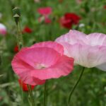 Kwietne łąki nad Wisłokiem w Rzeszowie (zdjęcia) - Polskie Radio Rzeszów