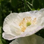 Kwietne łąki nad Wisłokiem w Rzeszowie (zdjęcia) - Polskie Radio Rzeszów