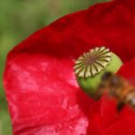 Kwietne łąki nad Wisłokiem w Rzeszowie (zdjęcia) - Polskie Radio Rzeszów