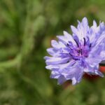 Kwietne łąki nad Wisłokiem w Rzeszowie (zdjęcia) - Polskie Radio Rzeszów