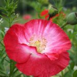 Kwietne łąki nad Wisłokiem w Rzeszowie (zdjęcia) - Polskie Radio Rzeszów