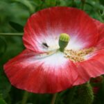 Kwietne łąki nad Wisłokiem w Rzeszowie (zdjęcia) - Polskie Radio Rzeszów