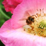 Kwietne łąki nad Wisłokiem w Rzeszowie (zdjęcia) - Polskie Radio Rzeszów