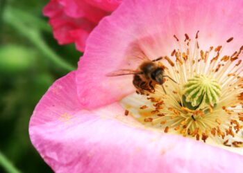 Kwietne łąki nad&nbsp;Wisłokiem w&nbsp;Rzeszowie (zdjęcia)