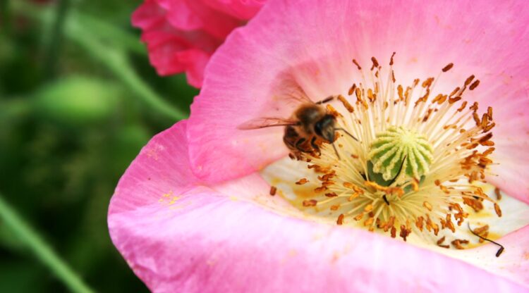 Kwietne łąki nad Wisłokiem w Rzeszowie (zdjęcia)