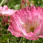 Kwietne łąki nad Wisłokiem w Rzeszowie (zdjęcia) - Polskie Radio Rzeszów