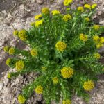 Rośliny zielarskie i miododajne z PODR w Boguchwale 6 - Polskie Radio Rzeszów Rośliny zielarskie i miododajne z PODR w Boguchwale - Polskie Radio Rzeszów