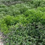 Rośliny zielarskie i miododajne z PODR w Boguchwale 2 - Polskie Radio Rzeszów Rośliny zielarskie i miododajne z PODR w Boguchwale - Polskie Radio Rzeszów