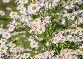 chamomile g3e7fcd2e3 1280