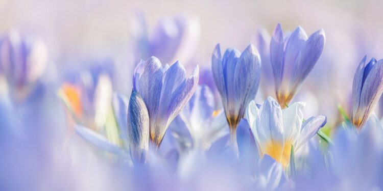 crocuses ge0f3e981e 1920