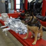 Psy pomogły wykryć papierosową kontrabandę 2 - Polskie Radio Rzeszów Psy pomogły wykryć papierosową kontrabandę - Polskie Radio Rzeszów