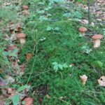 Wysyp grzybów na Podkarpaciu 3 - Polskie Radio Rzeszów Wysyp grzybów na Podkarpaciu - Polskie Radio Rzeszów