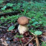 Wysyp grzybów na Podkarpaciu 5 - Polskie Radio Rzeszów Wysyp grzybów na Podkarpaciu - Polskie Radio Rzeszów