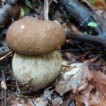 Wysyp grzybów na Podkarpaciu 6 - Polskie Radio Rzeszów Wysyp grzybów na Podkarpaciu - Polskie Radio Rzeszów