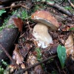 Wysyp grzybów na Podkarpaciu 7 - Polskie Radio Rzeszów Wysyp grzybów na Podkarpaciu - Polskie Radio Rzeszów