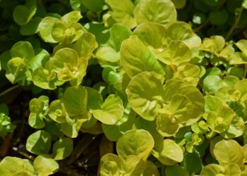 Tojeść rozesłana – ozdoba trawników, murków i&nbsp;wiszących doniczek