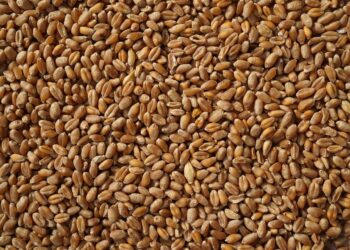 Prokuratura prowadzi śledztwo w&nbsp;sprawie importu ukraińskiego zboża