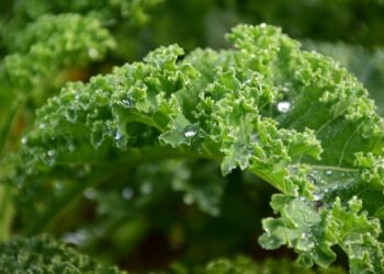 kale gc3f3a4479 1280