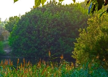 Odkomarzanie w&nbsp;Tarnobrzegu