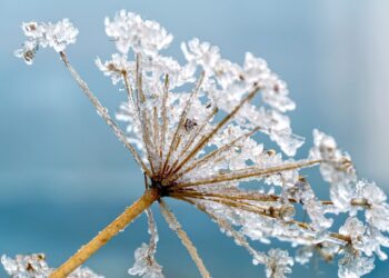 Przymrozki w&nbsp;regionie? Tej&nbsp;nocy przy gruncie nawet -3 st. Celsjusza