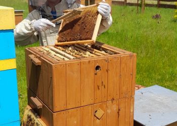 Pracowite pszczoły z&nbsp;pasieki MPWiK Rzeszów