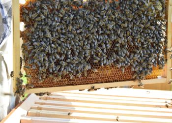 Pracowite pszczoły z&nbsp;pasieki MPWiK Rzeszów