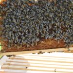 Pracowite pszczoły z pasieki MPWiK Rzeszów 4 - Polskie Radio Rzeszów Pracowite pszczoły z pasieki MPWiK Rzeszów - Polskie Radio Rzeszów