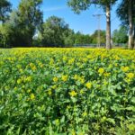 Pracowite pszczoły z pasieki MPWiK Rzeszów 2 - Polskie Radio Rzeszów Pracowite pszczoły z pasieki MPWiK Rzeszów - Polskie Radio Rzeszów