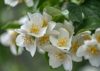 Jaśminowiec to&nbsp;nie&nbsp;jaśmin