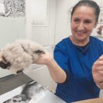 Ratujemy pisklę sokoła pustułki 11 - Polskie Radio Rzeszów Ratujemy pisklę sokoła pustułki - Polskie Radio Rzeszów