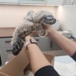 Ratujemy pisklę sokoła pustułki 2 - Polskie Radio Rzeszów Ratujemy pisklę sokoła pustułki - Polskie Radio Rzeszów