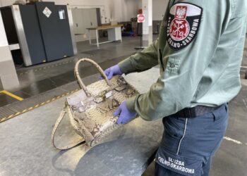 64-latka próbowała przemycić do&nbsp;Polski torebkę ze&nbsp;skóry węża