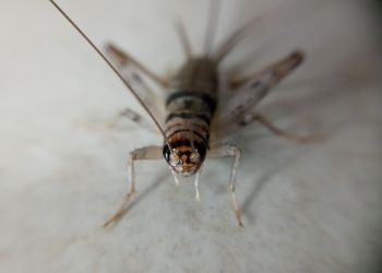 Unia Europejska dopuszcza do&nbsp;obrotu żywności kolejne robaki!