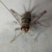 tropical house cricket g53b39812b 1920