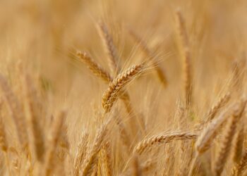 wheat g95e0eb8e0 1280